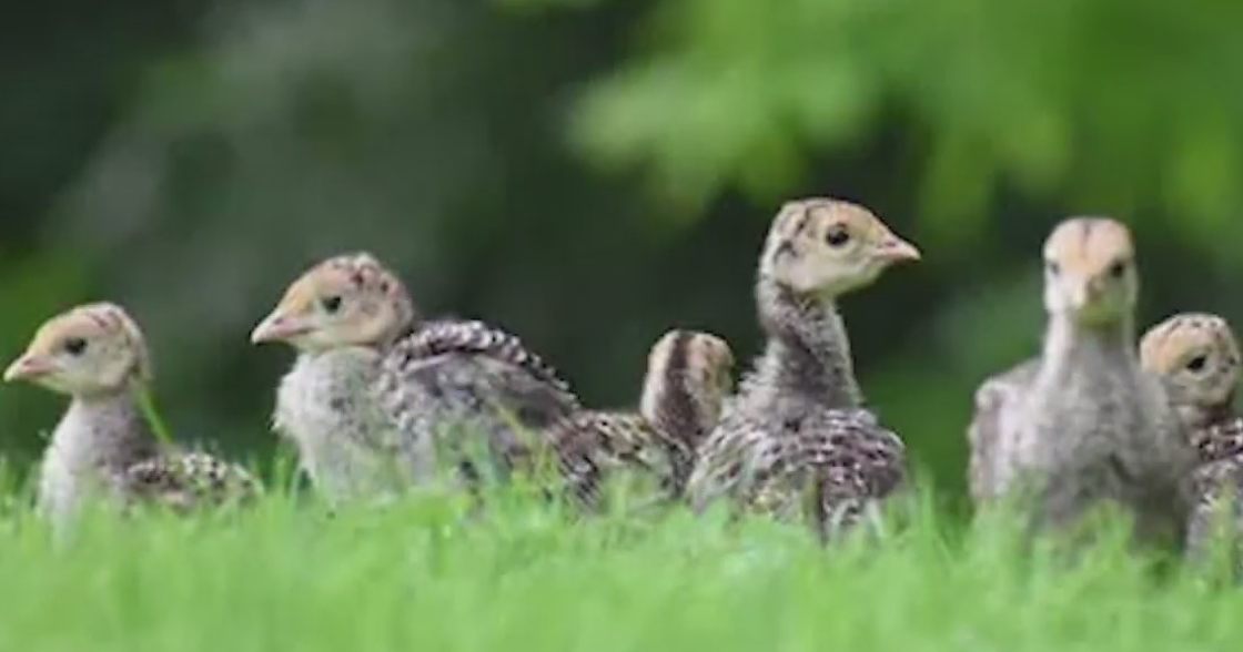 Dead bird sightings skyrocketed in one Pittsburgh-area community. Exposed equipment was to blame, officials say