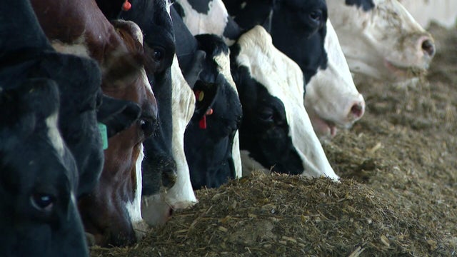 4p-ll-pkg-hot-wx-livestock-wccoauu3.jpg 