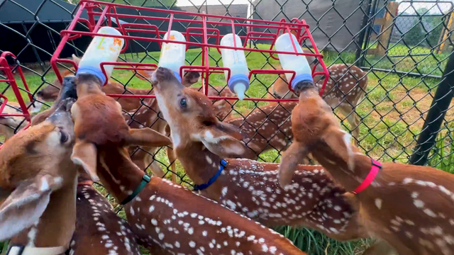 fawn-rescue-1.png 