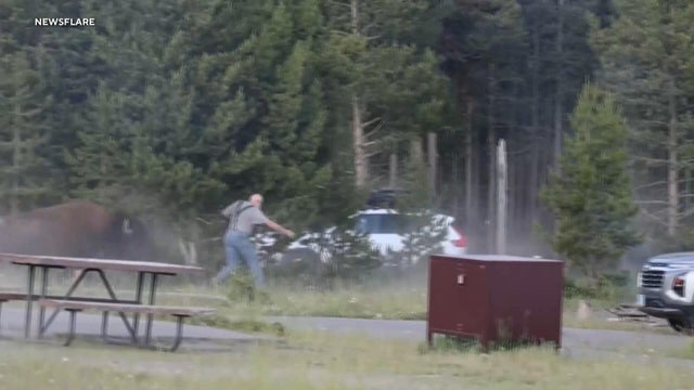 bison-yellowstone.jpg 