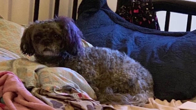 dog-stolen-in-harlem-11-wcbsif14-hi-res-still.jpg 