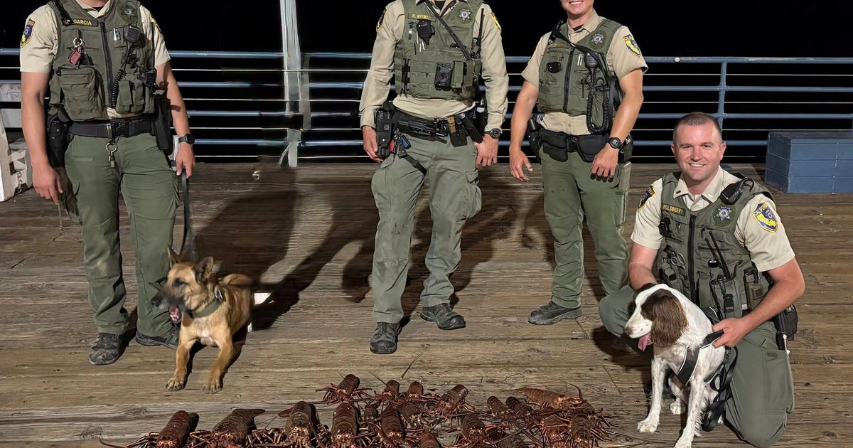 Police arrest 6 for alleged lobster poaching in Santa Monica