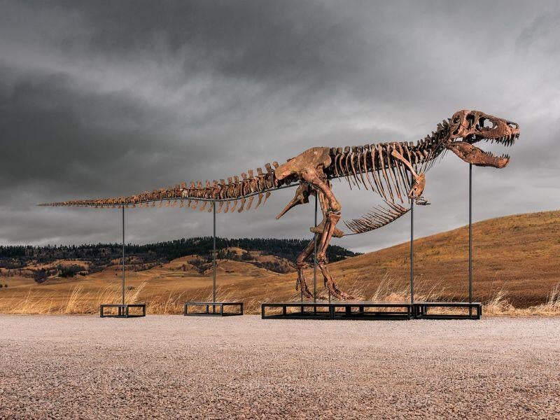 Rare T. rex fossil sells for record $50.1 million at auction - CBS News