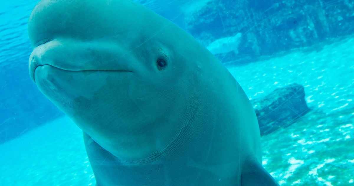 Dozens of Marineland's whales coming to U.S. through emergency rescue plan