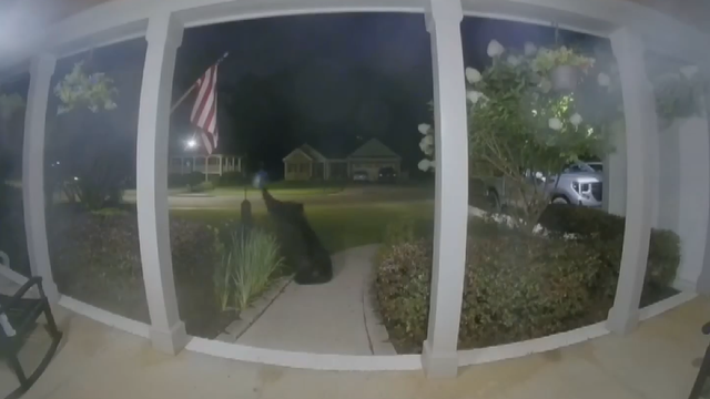 bear-ring-1.png 