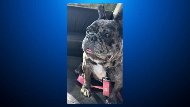 Lady, missing French bulldog