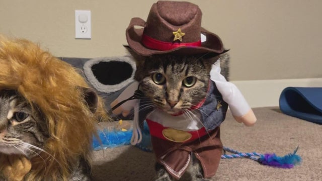 cat.jpg 