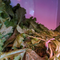CBS News poll finds many changing their eating habits amid cyclospora outbreak