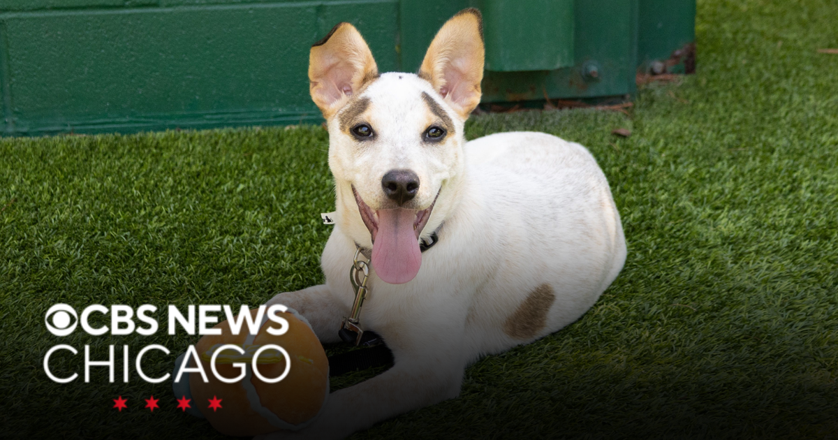 Meet clay, PAWS Chicago's Pet of the Week