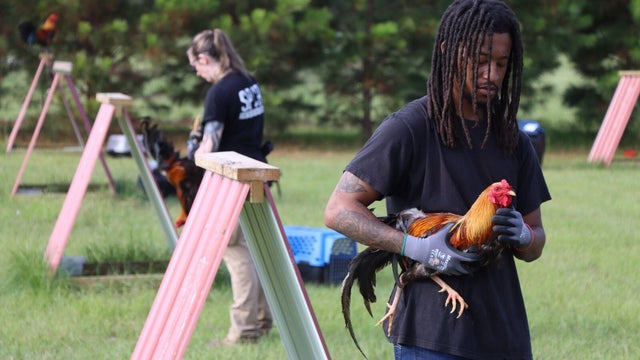 cockfighting.jpg 