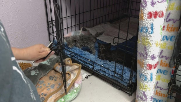 cat-shelter-broken-ac-5vo-frame-184.jpg