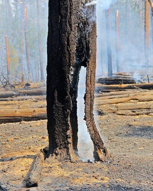 aspen-acres-fire-burned-tree-custer-county.jpg