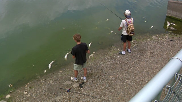 4p-pkg-heat-killing-fish-wccoawn3.jpg 