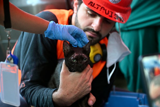 Cat rescued from Venezuela earthquake rubble as death toll tops 5,200 2 VENEZUELA-EARTHQUAKE-AFTERMATH