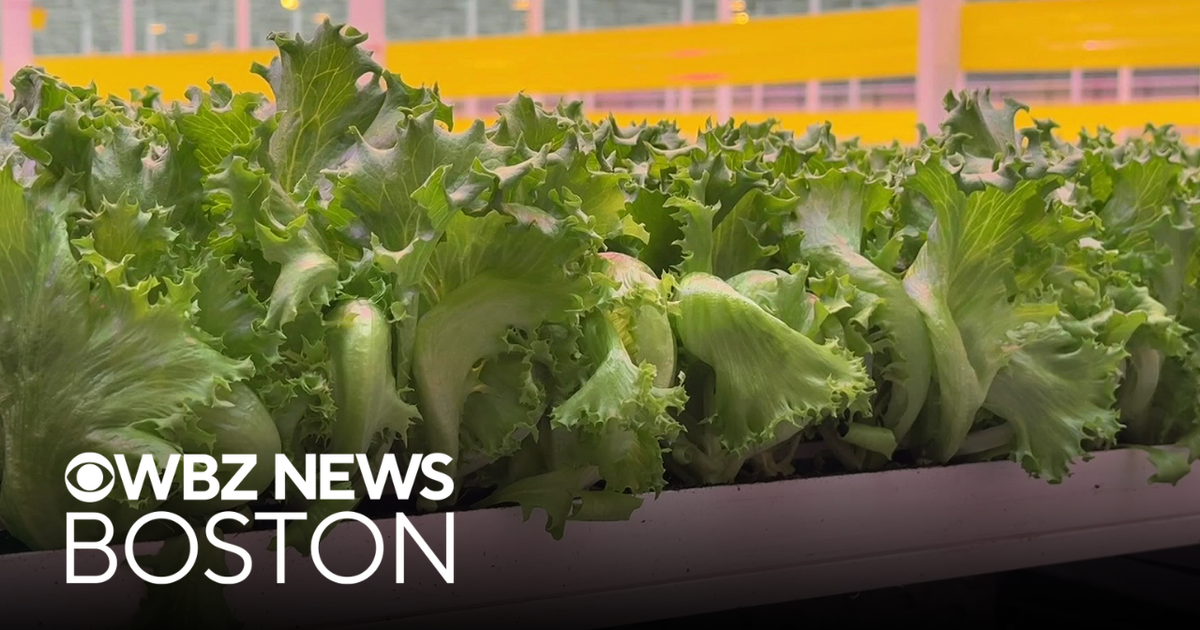 Mass. lettuce farm says product safe to eat, outbreak has impacted business