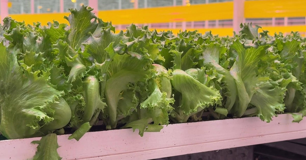 Mass. lettuce farm says product safe to eat amid Cyclospora outbreak: 