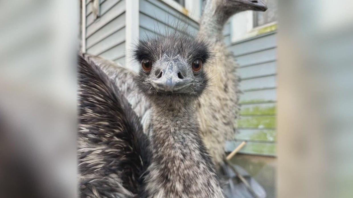Owner found guilty after 2 dogs mauled emu to death in McKeesport - CBS ...