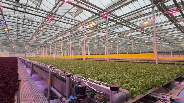 Little Leaf Farms greenhouse