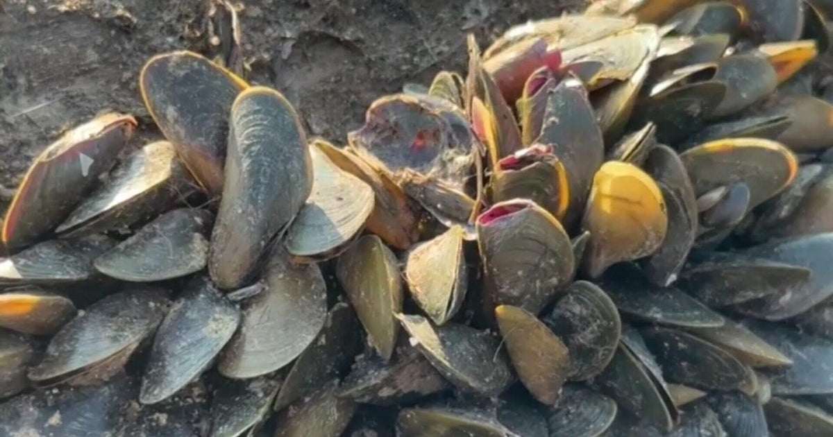 How one Davis lab is trying to stop California's golden mussel invasion