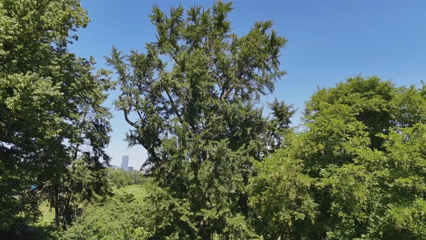 ginkgo-tree.jpg 