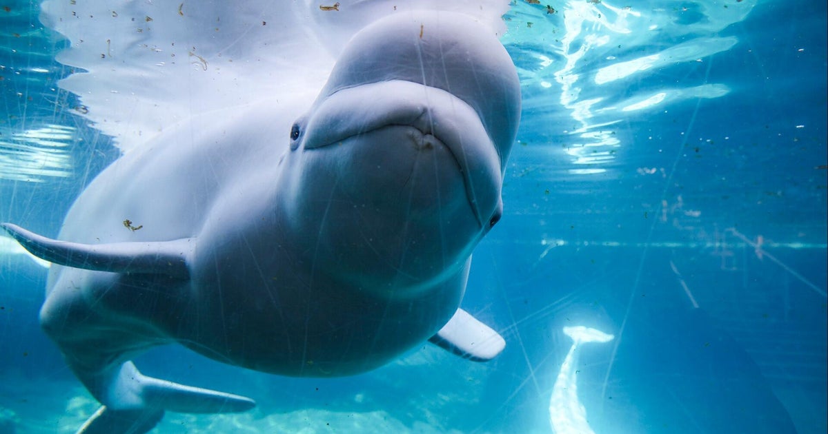 Dozens of beluga whales transferred to U.S. after Canadian theme park closure