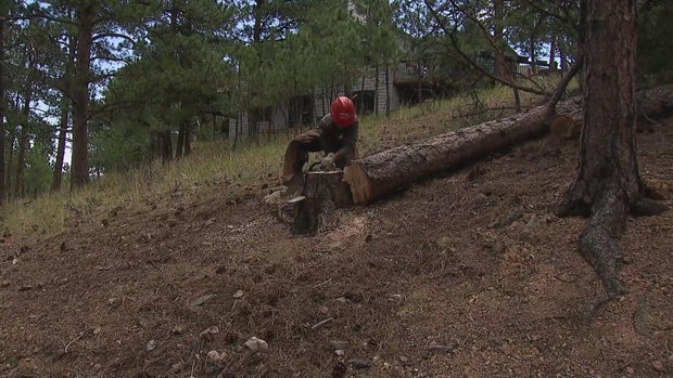 fire-mitigation-foothills.jpg 