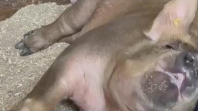 pig.jpg 