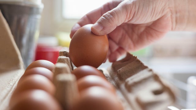 Hand selected Egg in egg box 