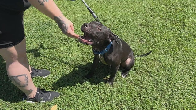 Delaware County animal rescue stops accepting new animals 