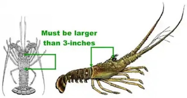 cbsmiami-lobster-mini-season-2026.jpg