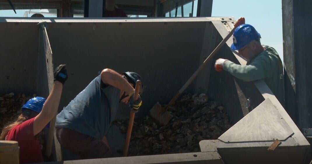 Millions of baby oysters planted into Maryland's Severn River to improve water quality