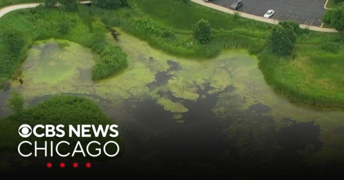 Algae bloom confirmed in East Branch Forest Preserve off-leash dog area