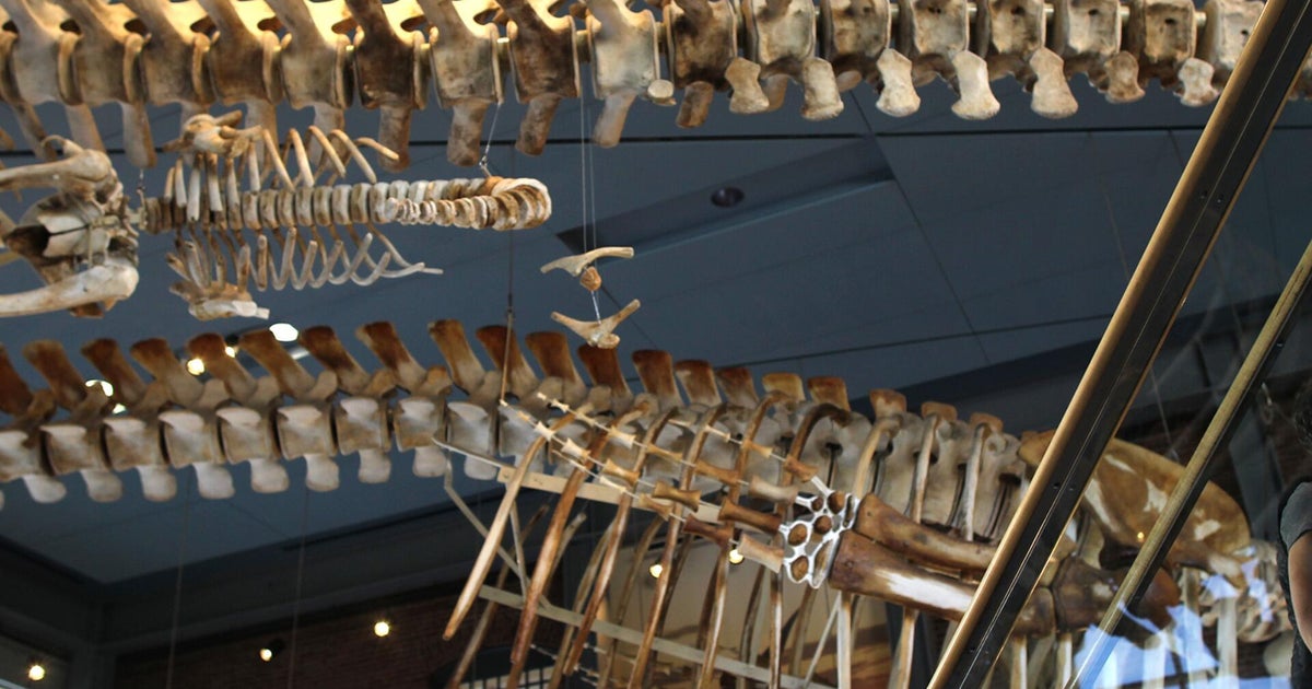 How the New Bedford Whaling Museum turned a bad Google review into free marketing