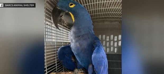 parrott.jpg