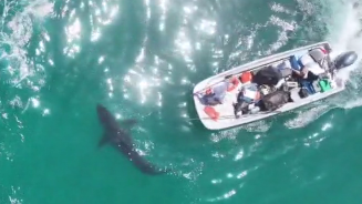 csulb-shark-lab.png 