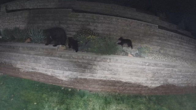 front-range-bear-activity-10pkg-transfer-frame-400.jpg 