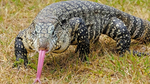 Argentine Black and White Giant Tegu, Tupinambis Merianae or Salvator Merianae