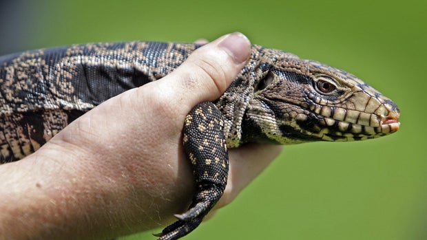 US-NEWS-ENV-FLA-REPTILES-1-MI