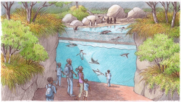 african-shorelines-penguin-underwater-viewing.jpg