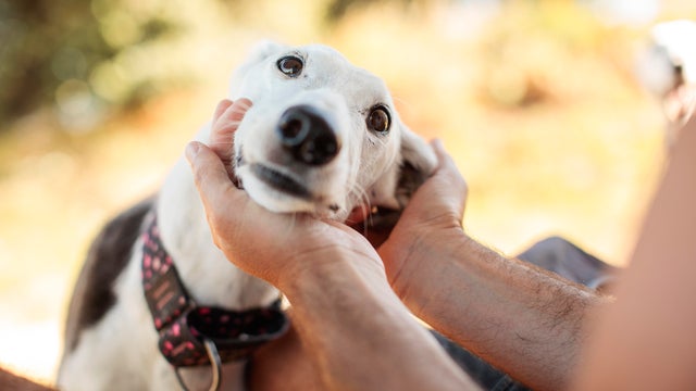 grateful look of affectionate and funny greyhound that receives love 