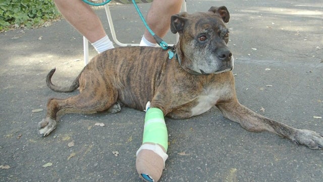 for-web-dog-attacked-by-mtn-lion.jpg 