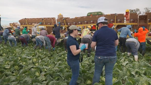 How Trump admin cuts have compromised food safety 3 ca-farm-operating-under-leafy-greens-marketing-agreement.jpg
