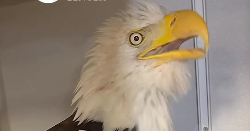 Big Bear bald eagle Jackie 