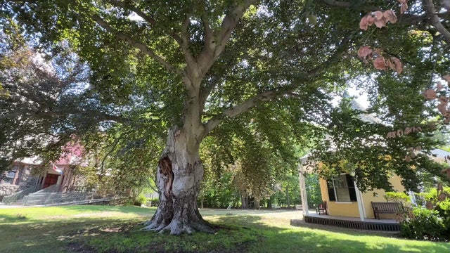 Belmont tree 