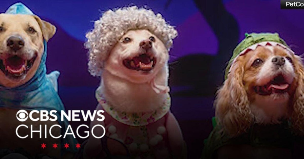 Petco unveils 2026 Halloween lineup