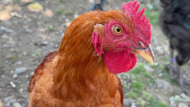 Peabody family farm overwhelmed by roosters being dumped on property: 
