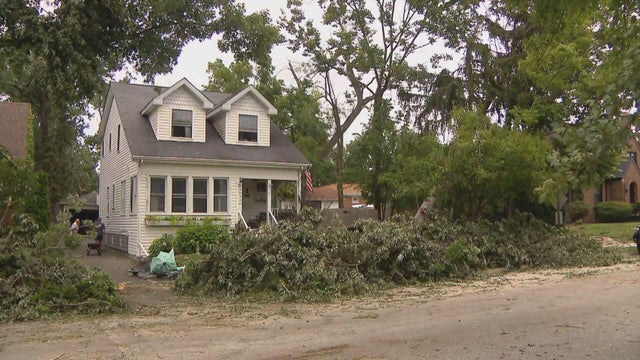 homewood-tree.jpg 