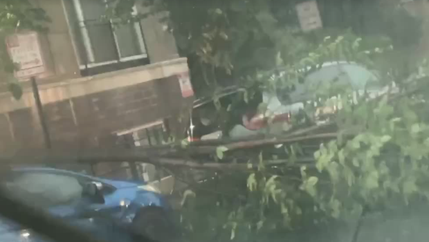 tree-on-car.png 