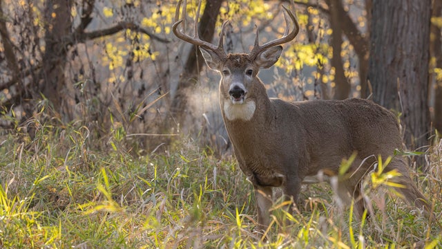 White-tailed Deer buck rut 