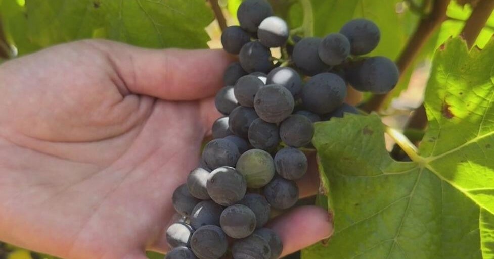 Wine Country sees early harvest as industry continues to adapt